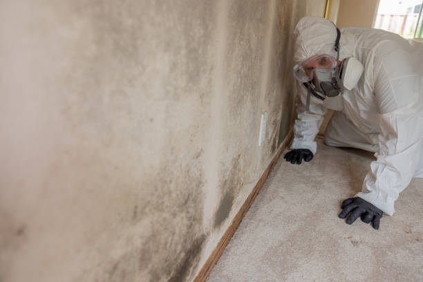 Why You Should Choose Our Mold Remediation Services in Austintown, OH